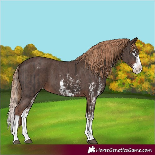Horse Color:Liver Chestnut Sabino Splash Appaloosa  and Liver Chestnut Sabino Splash Appaloosa 