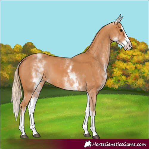 Horse Color:White Spotted Chestnut Splash