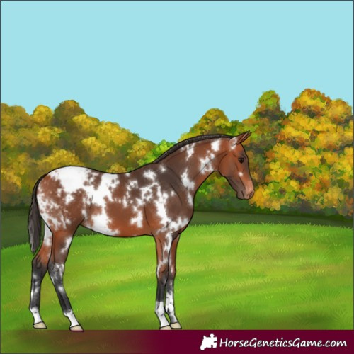 Horse Color:White Spotted Bay Appaloosa