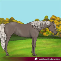 Horse Color:Silver Smoky Black