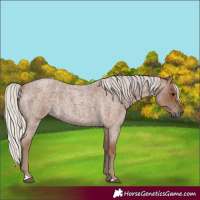 Horse Color:Silver Blue Roan 