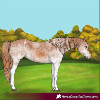 Horse Color:White Spotted Chestnut