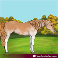 Horse Color:White Spotted Chestnut