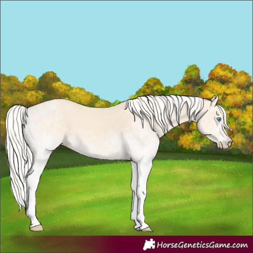 Horse Color:White Spotted Cremello 