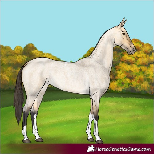 Horse Color:Buckskin Roan Dun Tobiano
