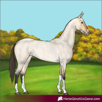 Horse Color:Buckskin Roan Dun Tobiano 