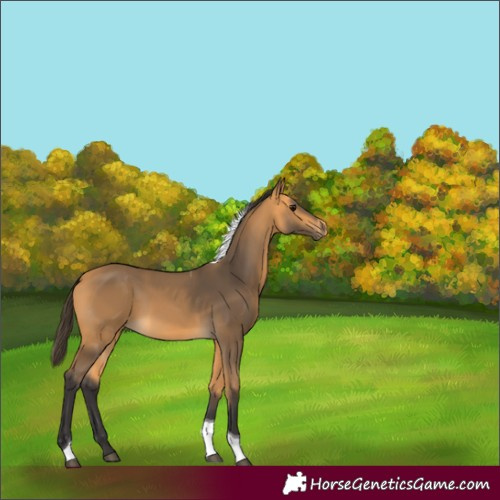 Horse Color:Unknown 