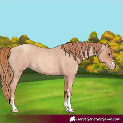 Horse Color:Gold Champagne Roan 