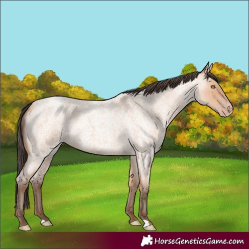 Horse Color:Amber Champagne Roan 