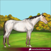 Horse Color:Amber Champagne Roan 