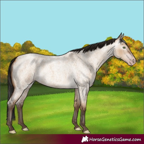 Horse Color:Gray Amber Champagne Roan Dun 