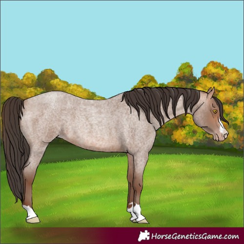 Horse Color:Sable Champagne Roan 