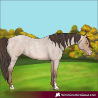 Horse Color:Amber Champagne Roan 