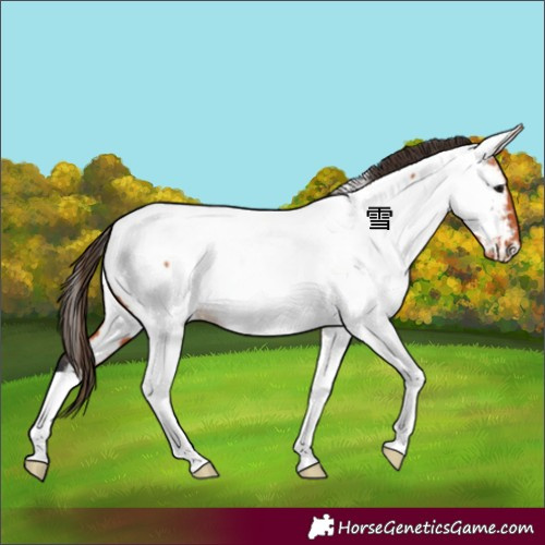 Horse Color:Bay Tobiano Appaloosa 