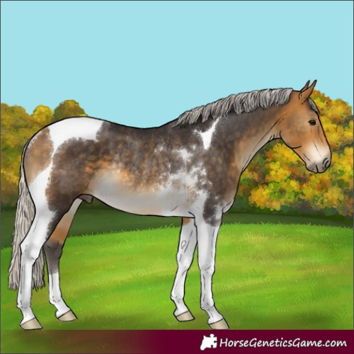Horse Color:Silver Buckskin Tobiano Rabicano 