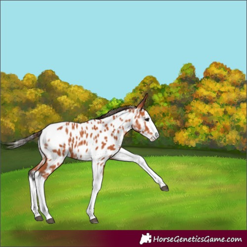 Horse Color:Bay Splash Tobiano Appaloosa 
