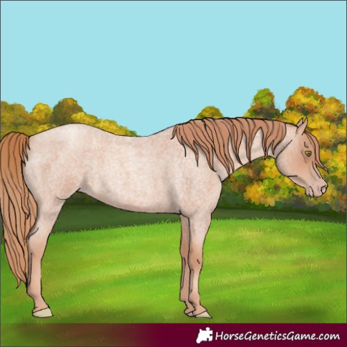 Horse Color:Gold Champagne Roan 
