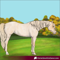 Horse Color:Gold Champagne Roan 