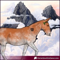 Horse Color:White Spotted Bay 