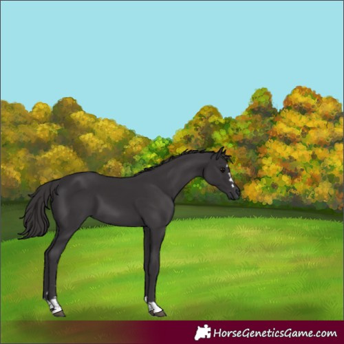 Horse Color:Smoky Black