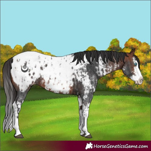 Horse Color:Bay Sabino Splash Appaloosa  and Bay Sabino Splash Appaloosa 