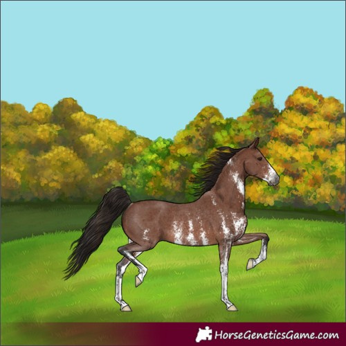Horse Color:Gray Bay Sabino Rabicano 