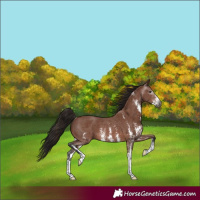 Horse Color:Gray Bay Sabino Rabicano 