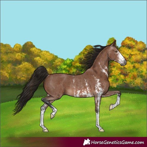 Horse Color:Gray Bay Sabino Rabicano 
