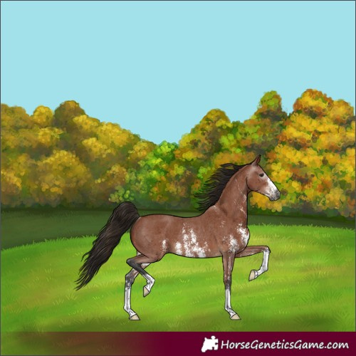 Horse Color:Gray Bay Sabino Rabicano