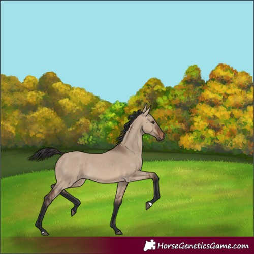 Horse Color:Brown Dun Rabicano