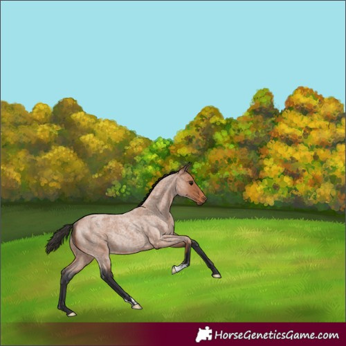 Horse Color:Bay Roan Rabicano 