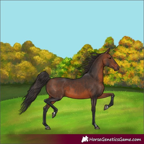 Horse Color:Brown Rabicano