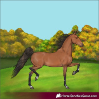 Horse Color:Bay 