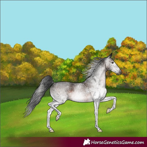 Horse Color:Gray White Spotted Bay Rabicano 