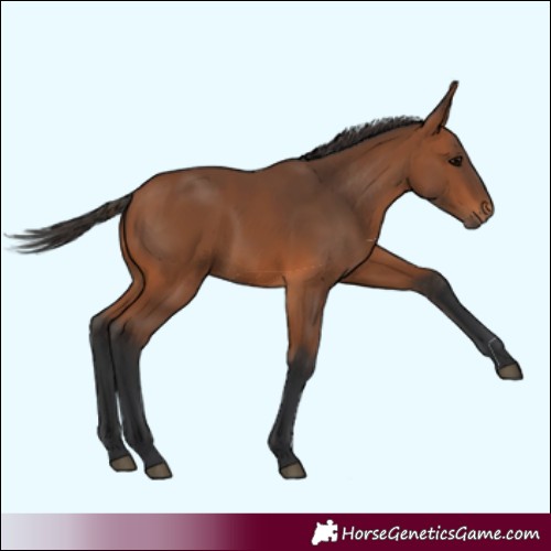 Horse Color:Bay 