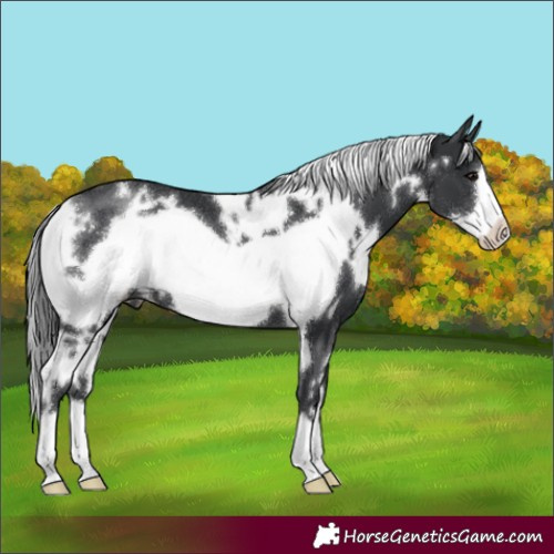 Horse Color:White Spotted Black Frame