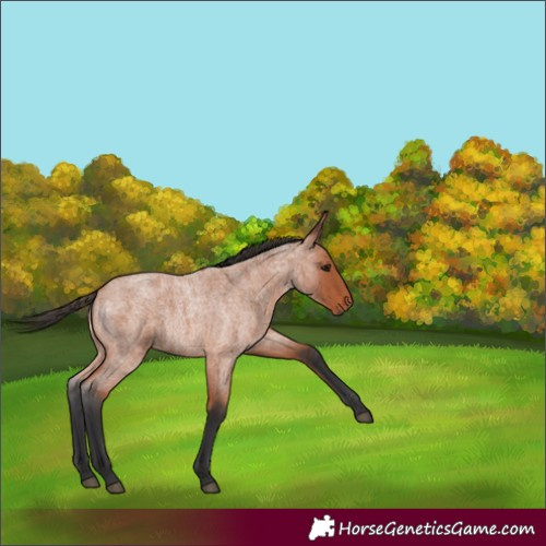 Horse Color:Bay Roan 