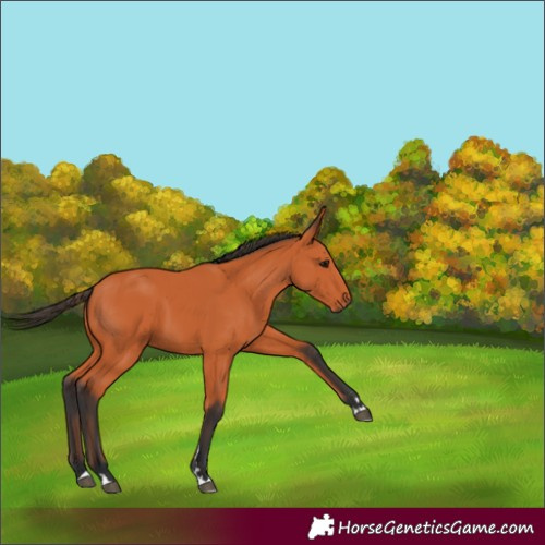 Horse Color:Bay 