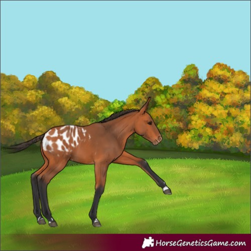 Horse Color:Bay Appaloosa 