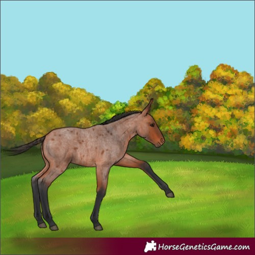 Horse Color:Bay Roan