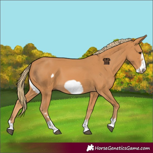 Horse Color:Chestnut Frame 
