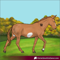 Horse Color:Chestnut Frame 