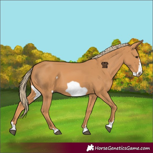 Horse Color:Chestnut Frame 