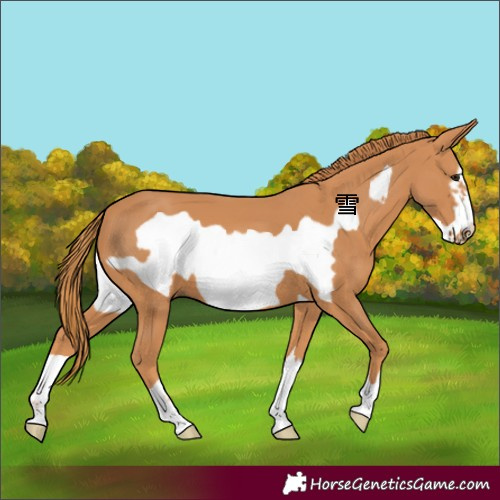 Horse Color:Chestnut Frame 