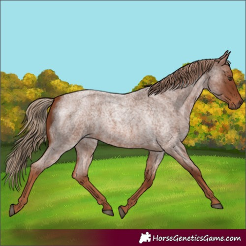Horse Color:Red Roan