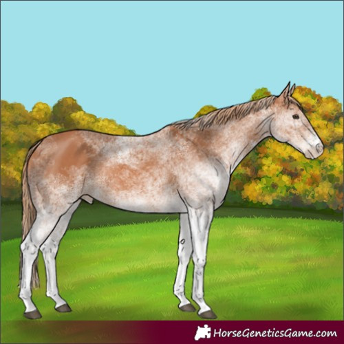 Horse Color:White Spotted Chestnut 