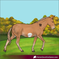 Horse Color:Chestnut Frame 