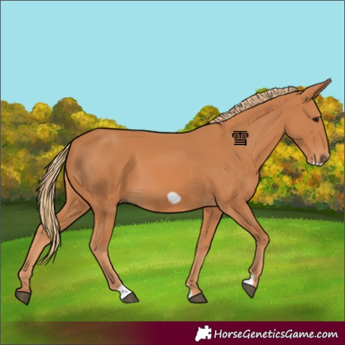 Horse Color:Chestnut Frame 