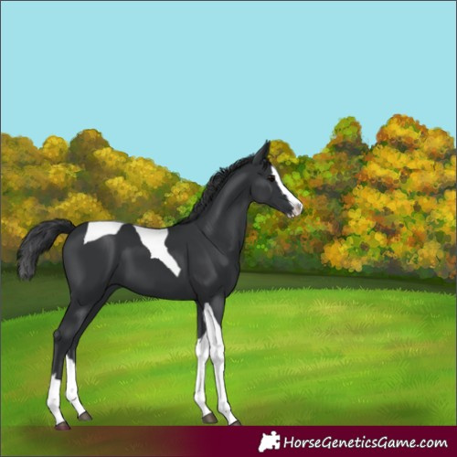 Horse Color:Black Splash Tobiano 