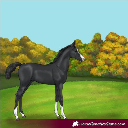 Horse Color:Black Splash Tobiano 